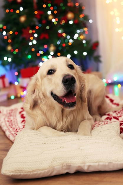 Labrador sdraiato sul plaid sul pavimento di legno e sullo sfondo della decorazione di Natale