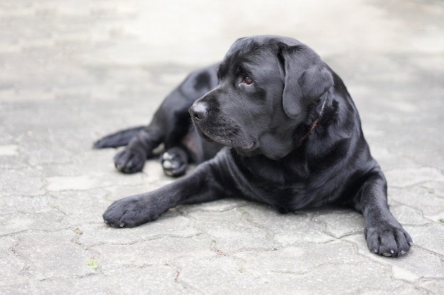 Labrodor nero cane sdraiato per terra