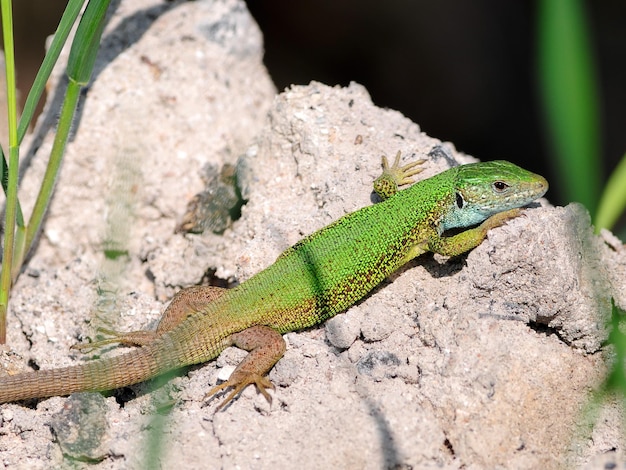 lacerta viridis, lucertola verde europea in austria