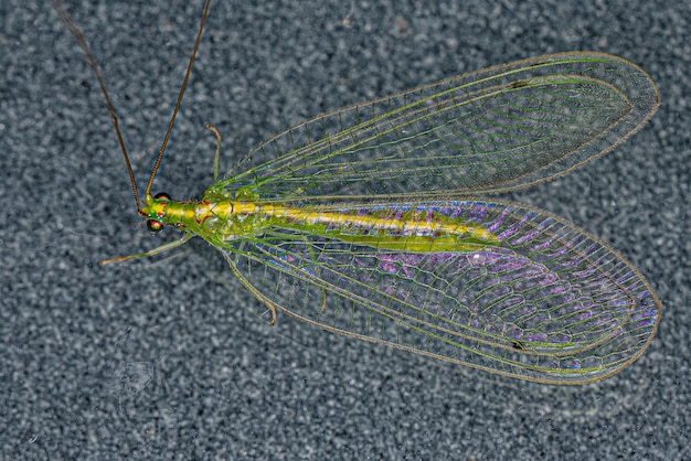 Lacewing verde tipico adulto