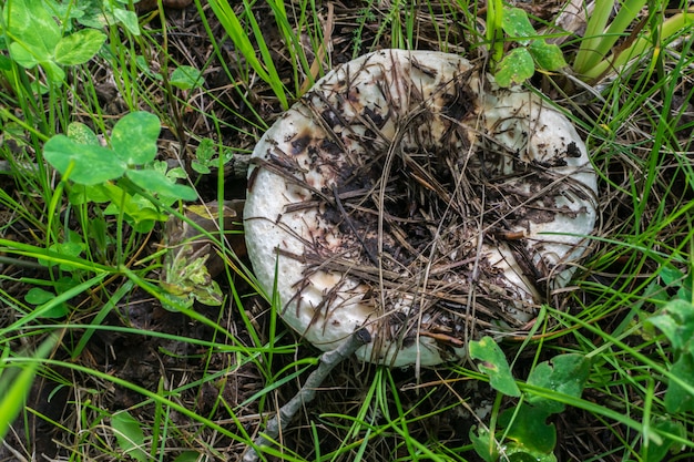 Lactarius resimus o fungo del latte in erba verde. Foto del primo piano di caccia o raccolta di funghi selvatici