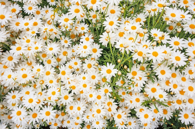Photo ladang bunga aster camomile putih yang indah di padang rumput hijau
