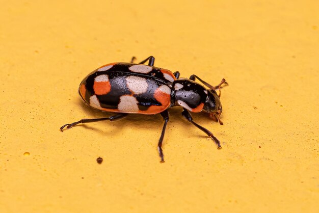 Lady Beetle adulto con macchie nere