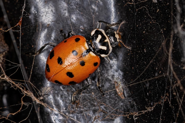 Lady Beetle convergente per adulti