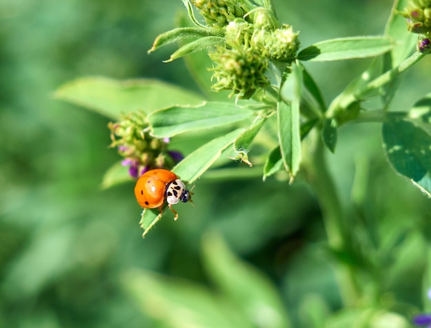 Lady bug seduto su una foglia verde.