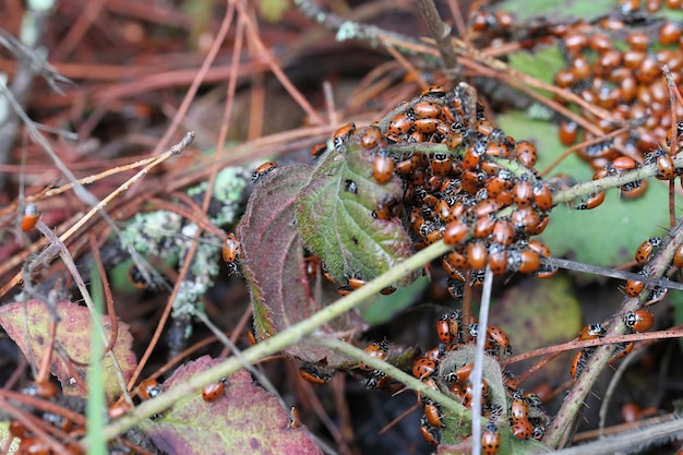 lady bugs