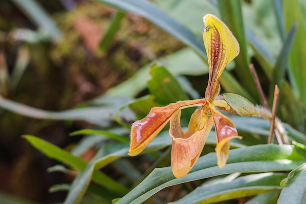 Lady&#39;s Slipper