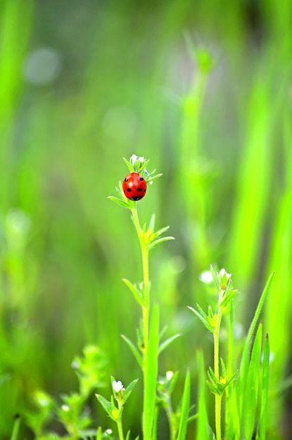 Ladybug si arrampica su un filo d'erba per il volo