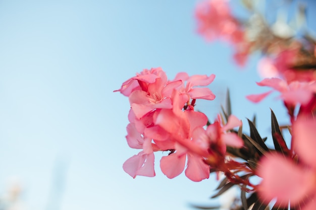 Lagerstremia fiorisce sugli alberi del tacchino. concetto di giardinaggio e floristica