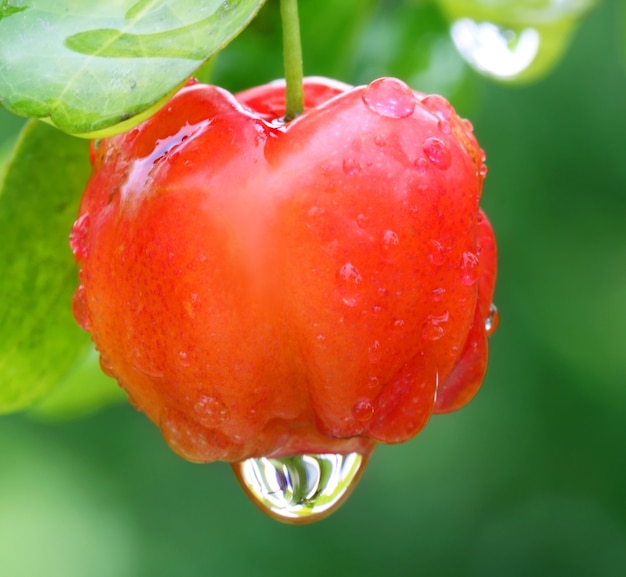 Lagerstroemia Indica o Lagestromia Cherry fruit