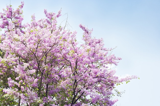 Lagerstroemia speciosa