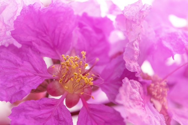 Lagerstroemia speciosa