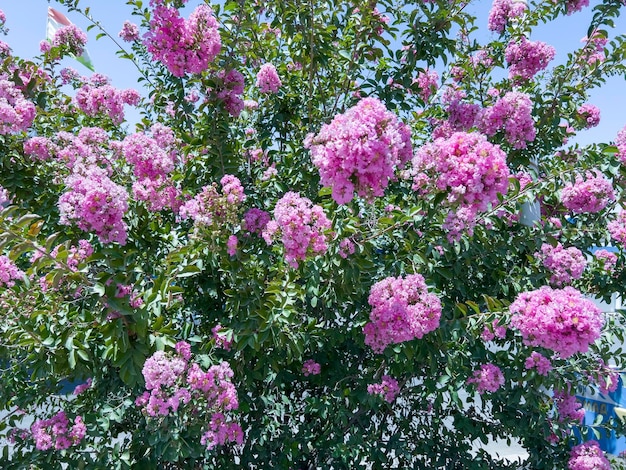 Lagerstroemia