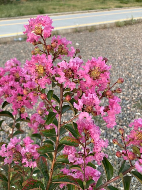 Lagerstromia indiana o lilla indiano