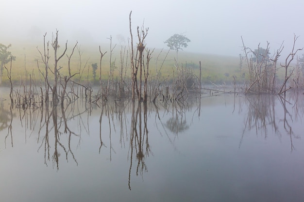 Laghetto al mattino Alberi secchi nel lago