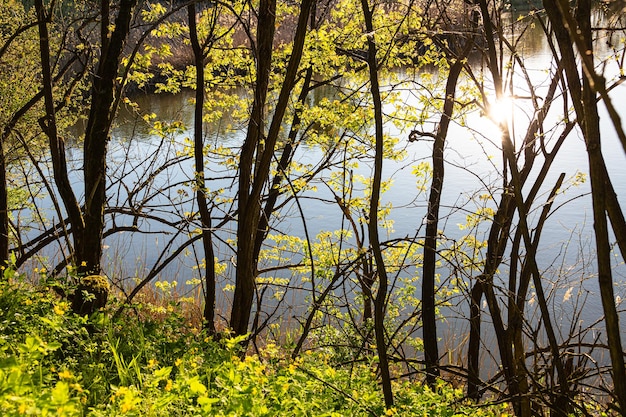 Laghetto da pesca nella foresta