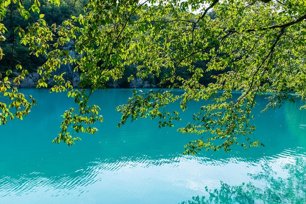 Laghi di Plitvice in Croazia bellissimo paesaggio estivo con rami di albero contro l'acqua turchese