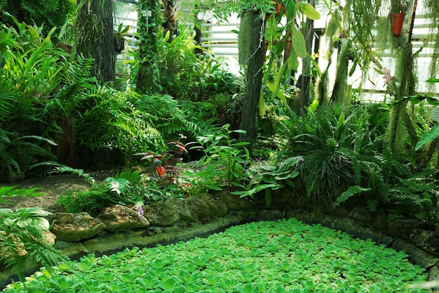 Lago artificiale e piante tropicali in serra al giardino botanico