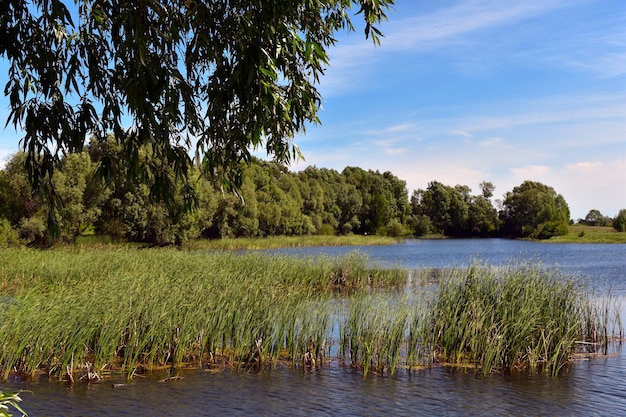 lago blu grande foresta e cielo blu