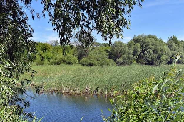 lago blu grande foresta e cielo blu