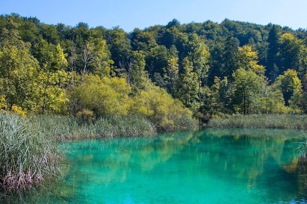 Lago blu nella foresta