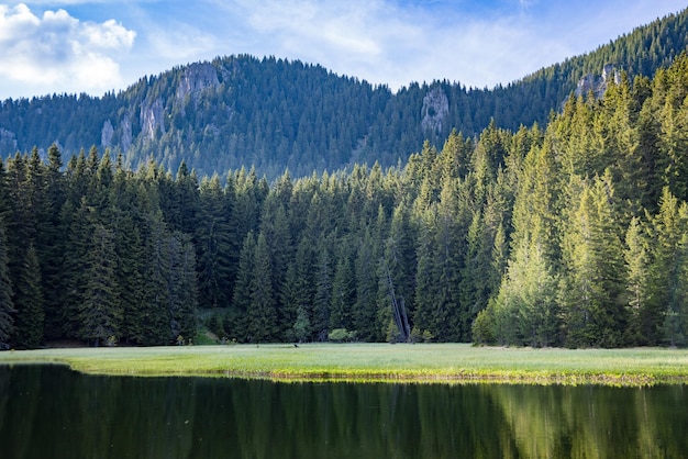 Lago con acqua limpida e riva di pietra nella foresta di abeti rossi con abeti contro un cielo diurno