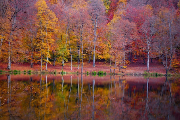 Lago con alberi colorati