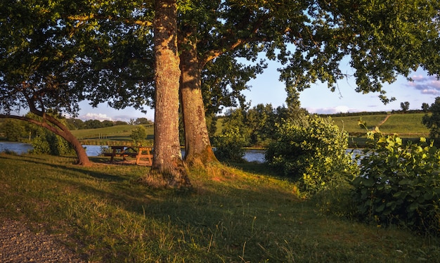 Lago con alberi nel tramonto