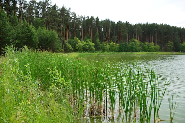 lago con canneti ed erba verde nella pineta