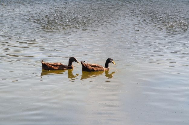 Lago con e anatre nell'acquaThailandia settentrionale