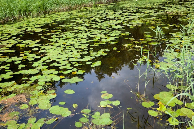 Lago con ninfee in crescita