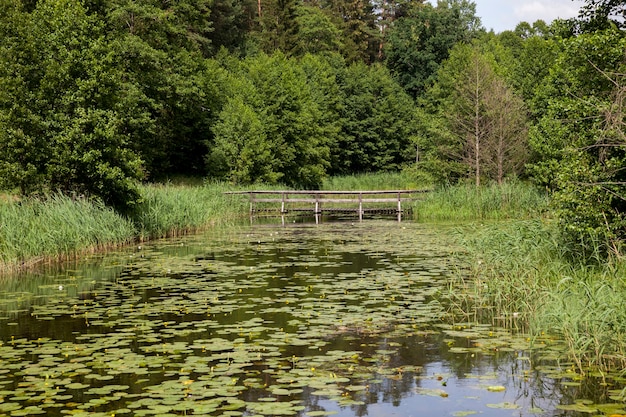 Lago con ninfee in crescita