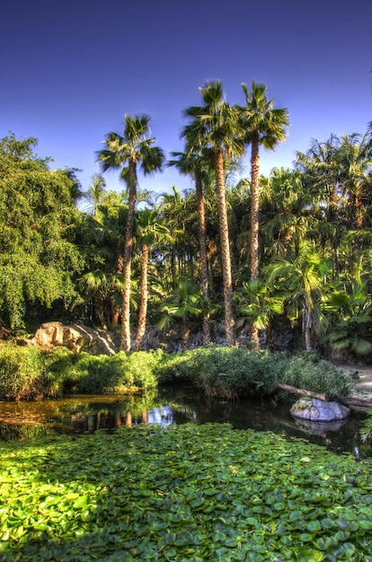 Lago con ninfee Isole Canarie di Tenerife