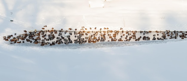 Lago d'inverno con anatre di cigni sulla neve