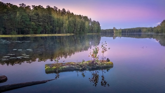 Lago della foresta al tramonto in serata estiva