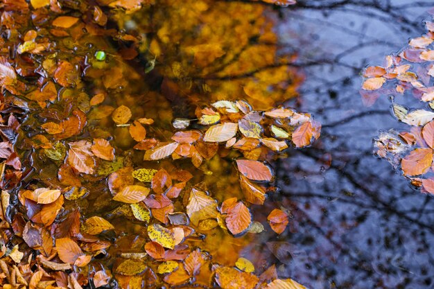 Lago Derin nel Parco Nazionale Yedigoller Bolu Turchia