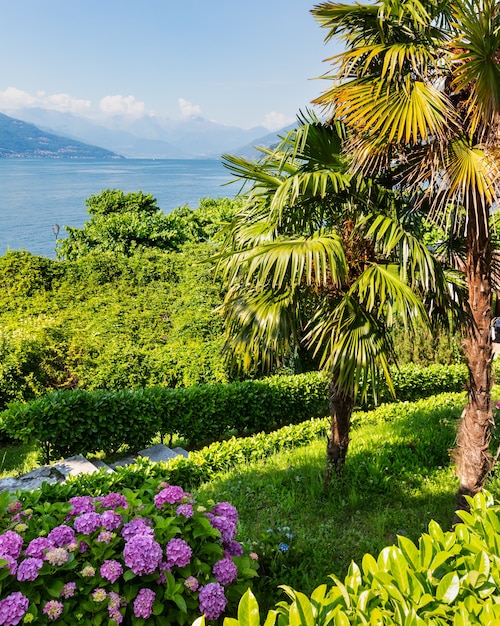 Lago di Como estate vista riva con cespuglio in fiore e palme di fronte, Italy