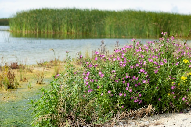 Lago di fiori rosa