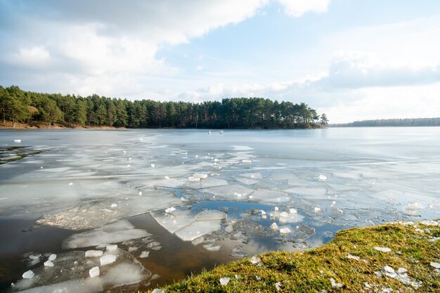 Lago di foresta congelato due cigni sul ghiaccio