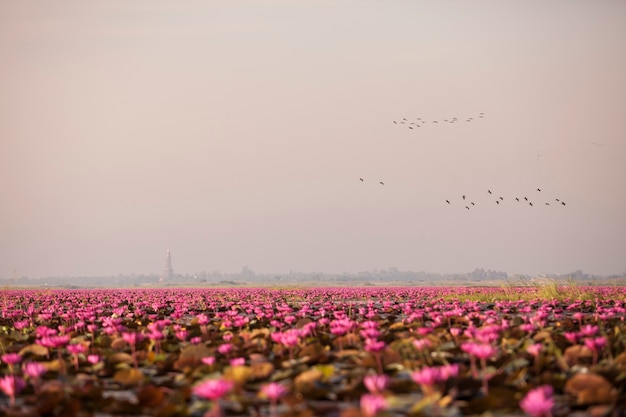 Lago di loto rosa (Mare di loto rosso Thailandia)