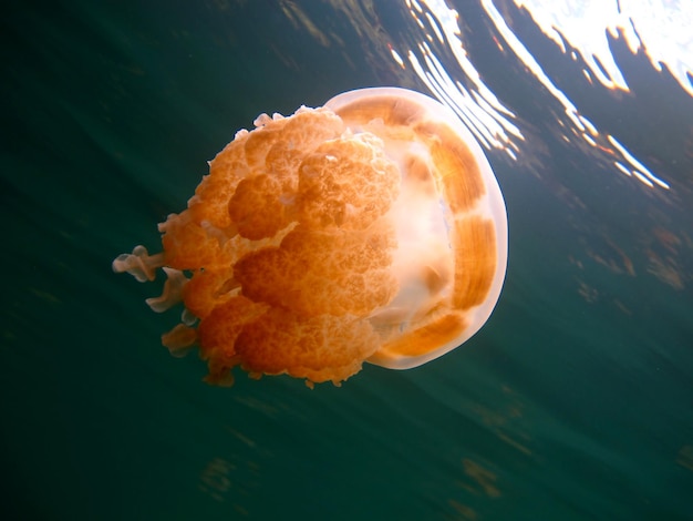 Lago di meduse. Fauna selvatica di Palau.