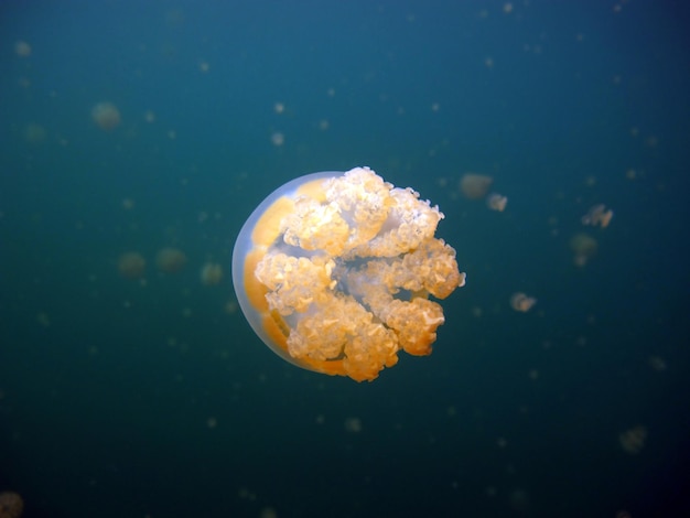 Lago di meduse. Fauna selvatica di Palau.