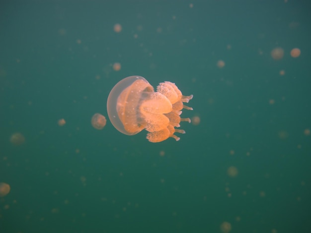 Lago di meduse. Fauna selvatica di Palau.