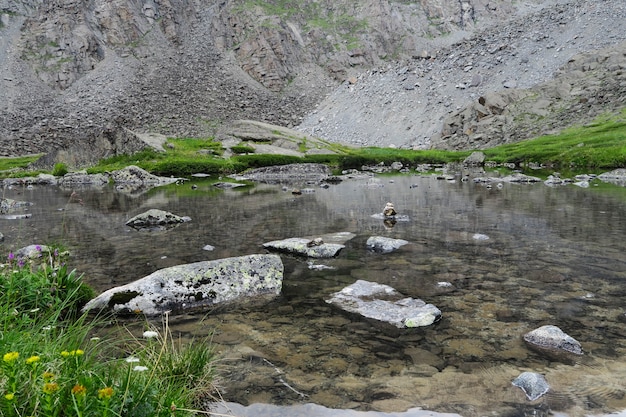 Lago di montagna pulito e cristallino. Monti Altai