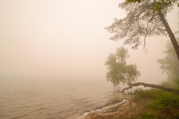 Lago di nebbia Vista del lago nebbioso al mattino Una fitta nebbia si insinua su un lago o fiume della foresta