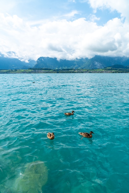 Lago di Thun con la montagna in Svizzera