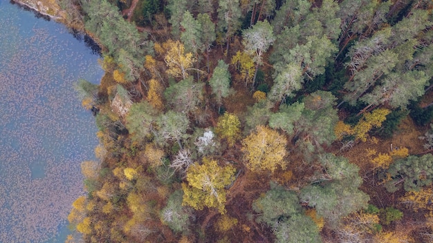 Lago e foresta in Carelia tra larici Russia Bellissimo paesaggio di stagione autunnale con fiume e foresta stock photography