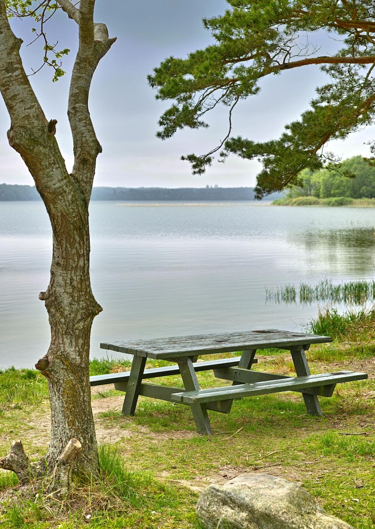 Foto lago e panchina estiva con alberi naturali e ambiente con erba e terra con cielo blu posti a sedere vuoti e acqua con aria fresca e foresta con piante e paesaggio con campagna ed ecologia