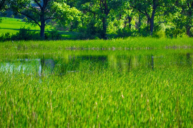 Lago e prato verde vicino all'acqua in giornata di sole.