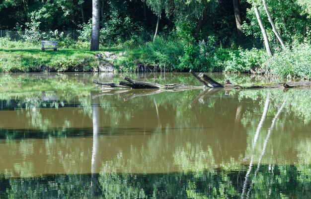 Lago estivo con riflesso di alberi sulla superficie dell'acqua.